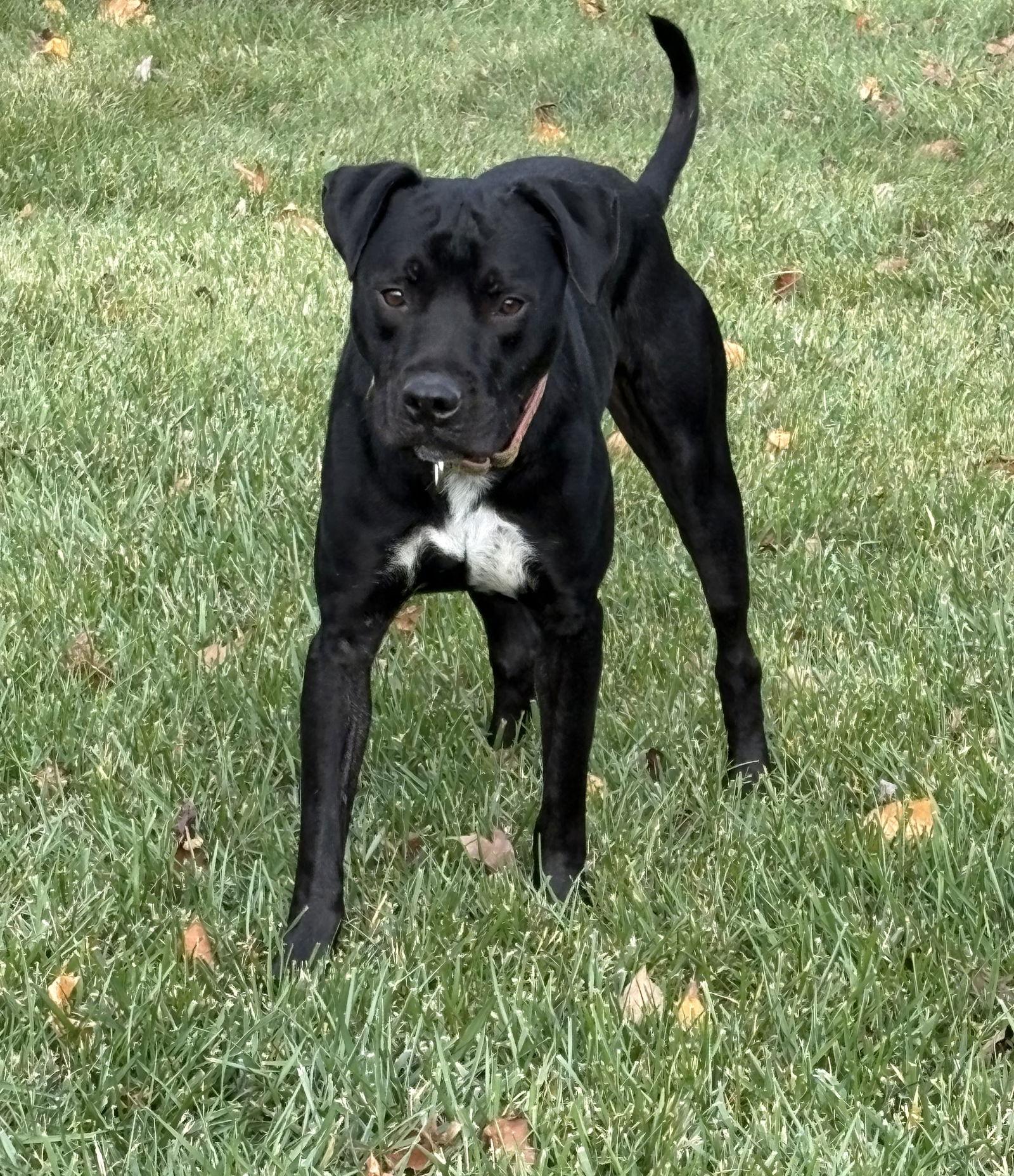 Moose, a Adoptable mixed breed in Tarrytown, GA image 3/3