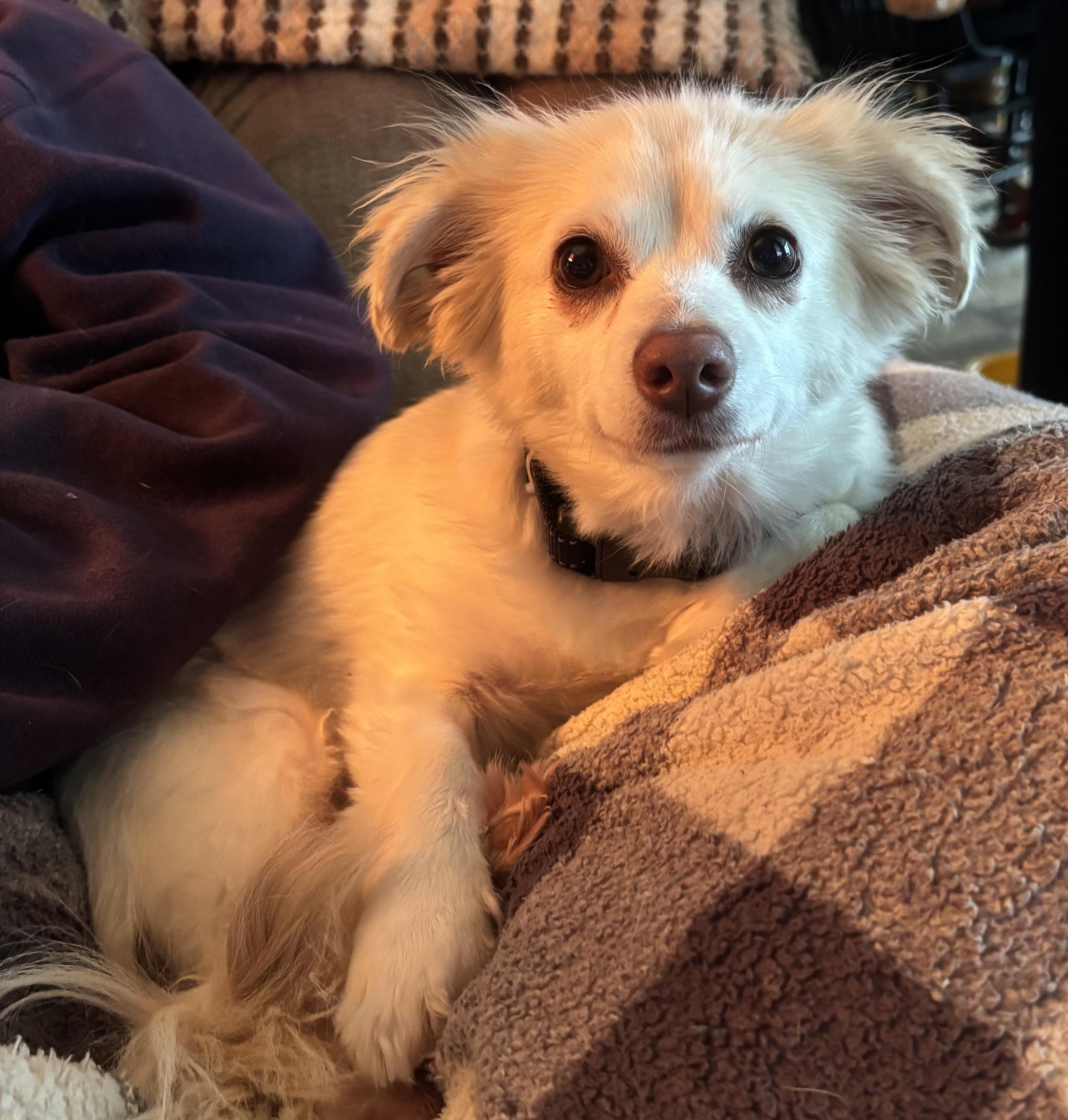 Enlarge Zelda , an adopted mixed breed in Lexington, KY image 1/3