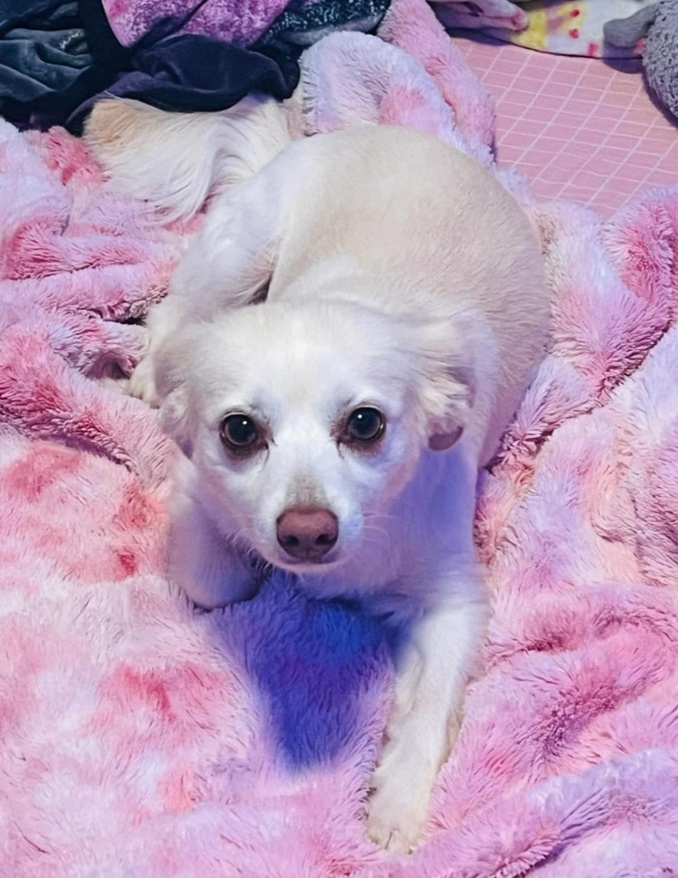 Enlarge Zelda , an adopted mixed breed in Lexington, KY image 2/3