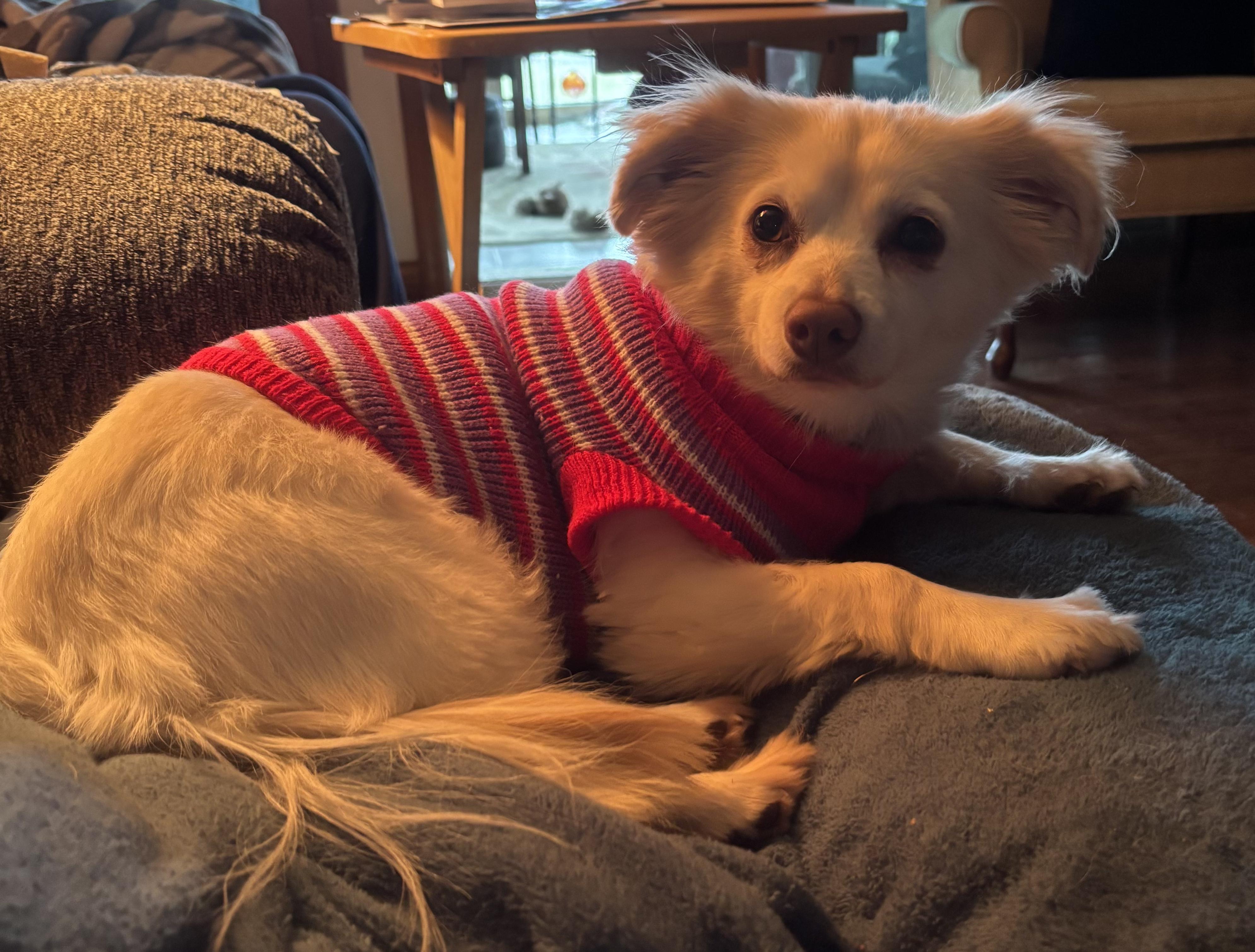 Enlarge Zelda , an adopted mixed breed in Lexington, KY image 3/3