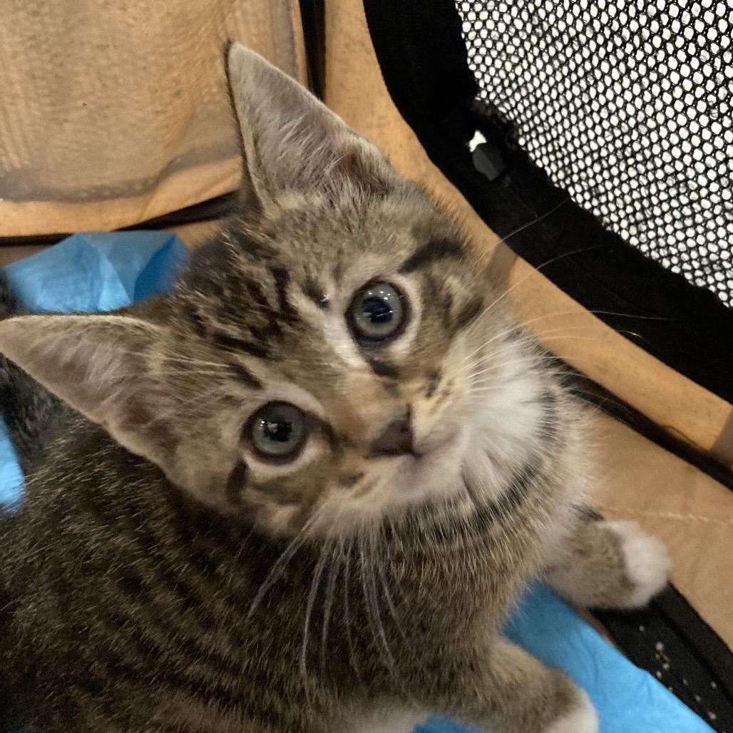 Georgie Dyal-SD, Adoptable, Kitten Male Domestic Short Hair.