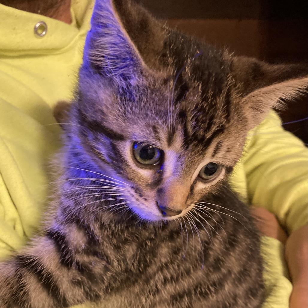 Enlarge Georgie Dyal-SD, a Adoptable Domestic Short Hair in Tallahassee, FL image 2/2