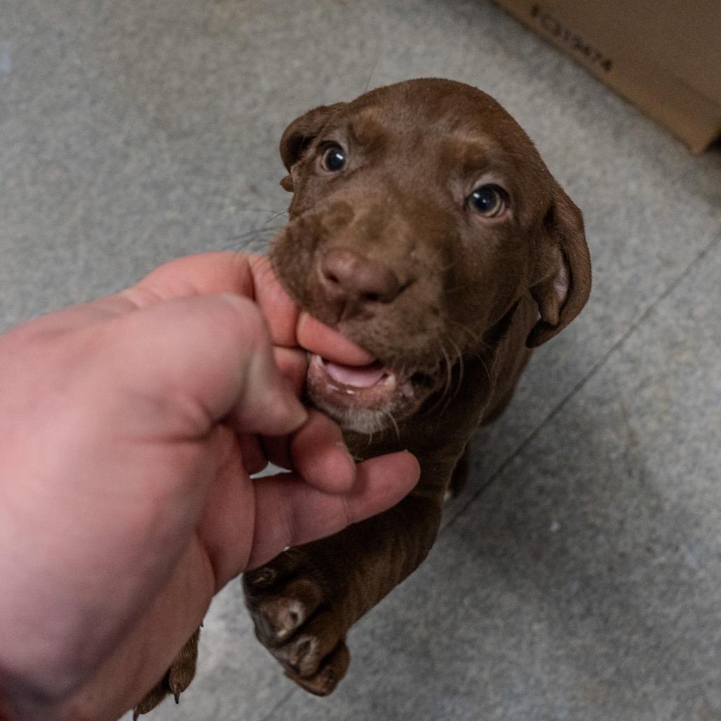 Teddy, a Adoptable mixed breed in Pawling, NY image 2/6