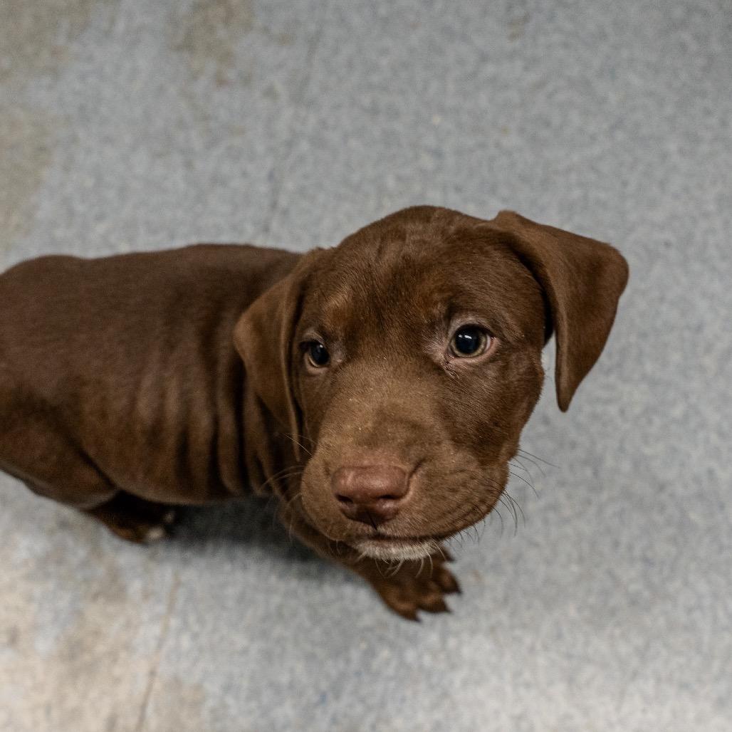 Teddy, a Adoptable mixed breed in Pawling, NY image 3/6