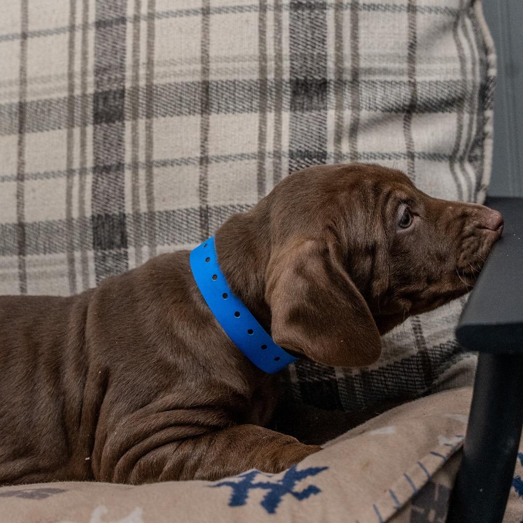 Teddy, a Adoptable mixed breed in Pawling, NY image 5/6