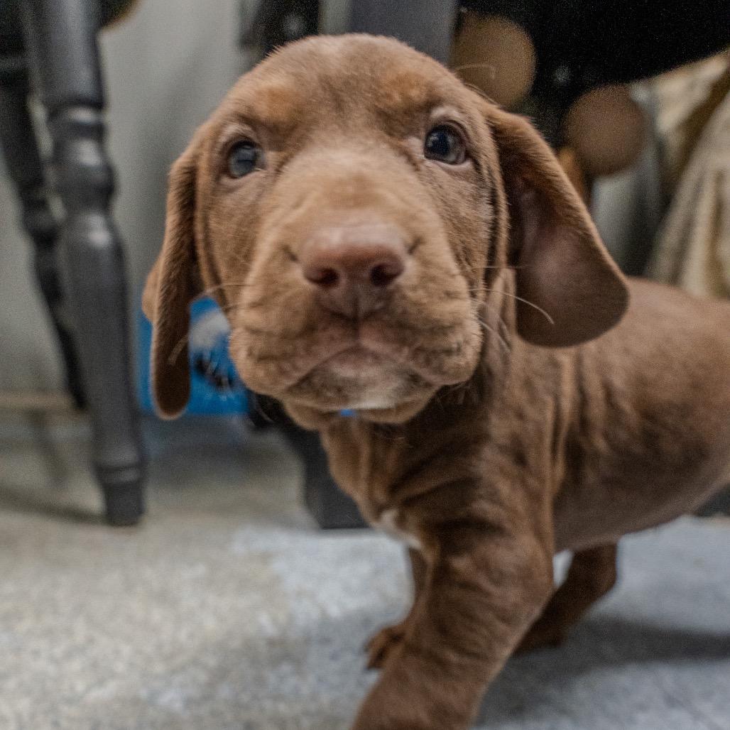 Teddy, a Adoptable mixed breed in Pawling, NY image 6/6