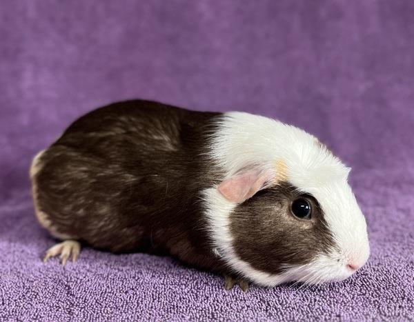 Mercy, Adoptable, Adult Female Guinea Pig.