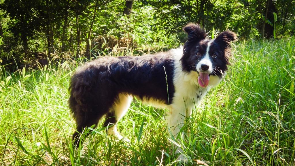 Abigail, Adoptable, Adult Female Border Collie.