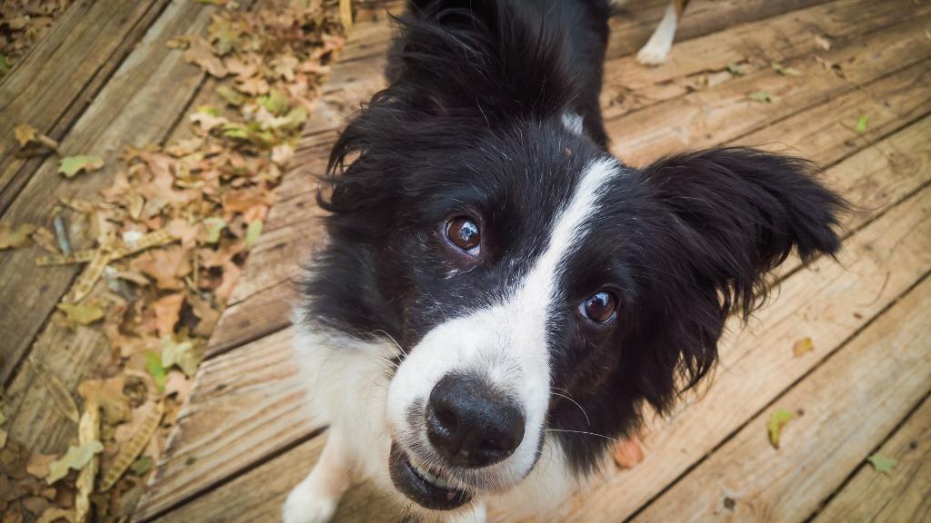 Enlarge Abigail, a Adoptable Border Collie in The Woodlands, TX image 2/2
