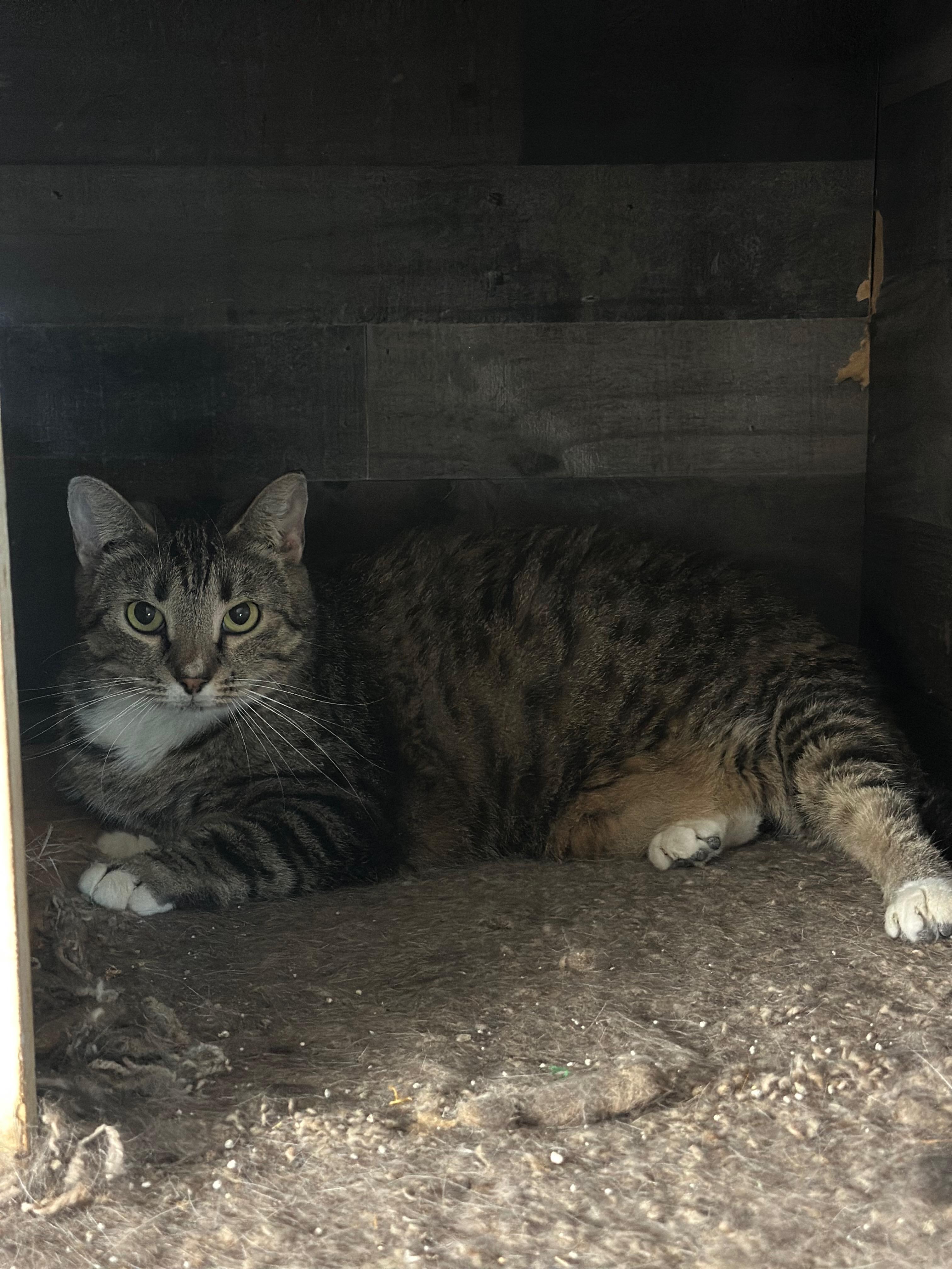 Enlarge Spooky Doo, a Adoptable Domestic Short Hair in Middleburg, FL image 1/1