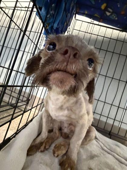 Enlarge Baby Boy, a Adopted mixed breed in Lafayette, IN image 3/5