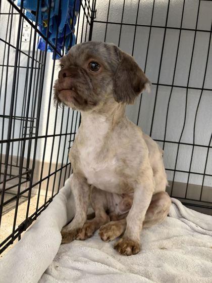 Enlarge Baby Boy, a Adopted mixed breed in Lafayette, IN image 4/5