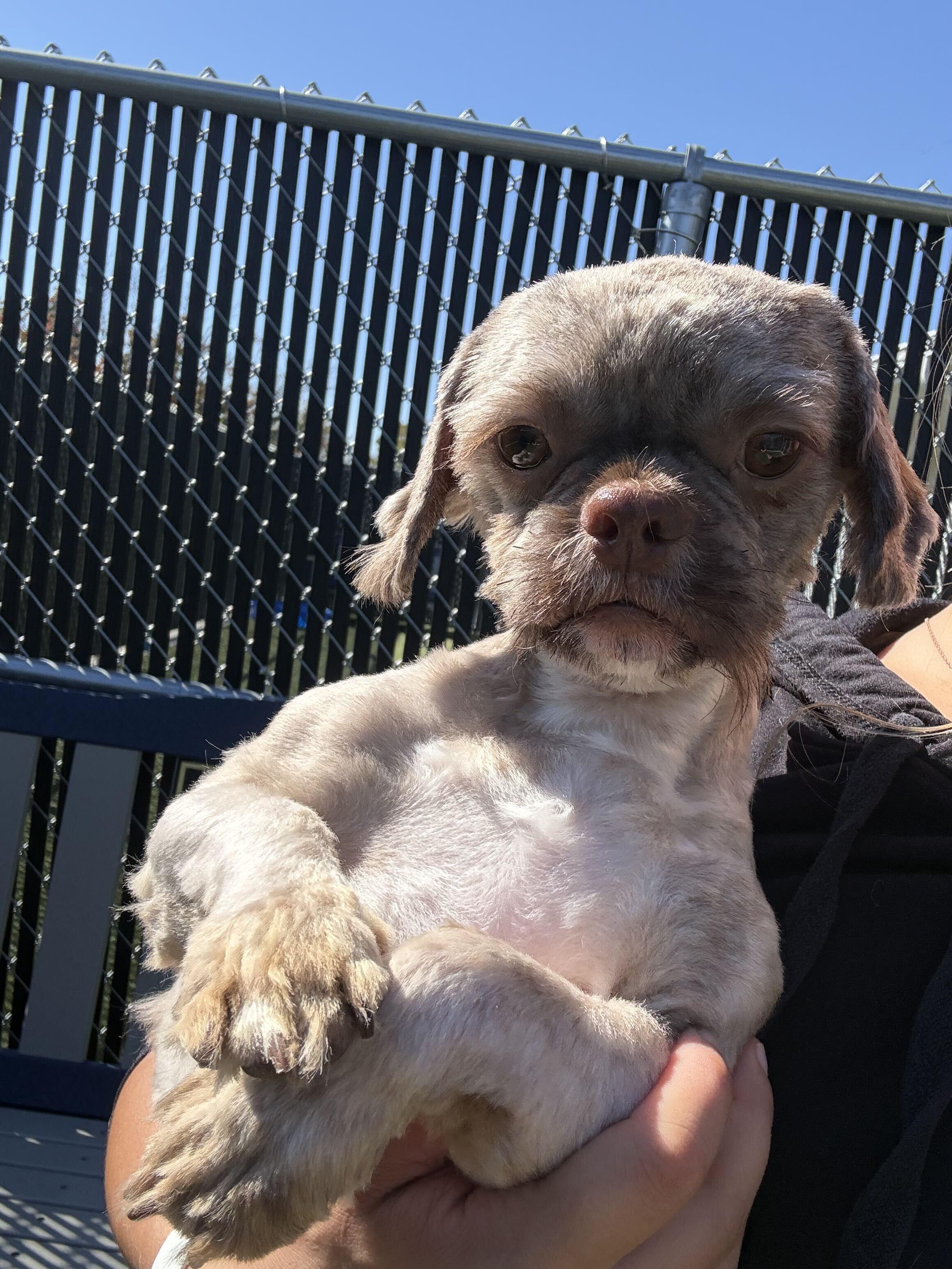 Enlarge Baby Boy, a Adopted mixed breed in Lafayette, IN image 2/5