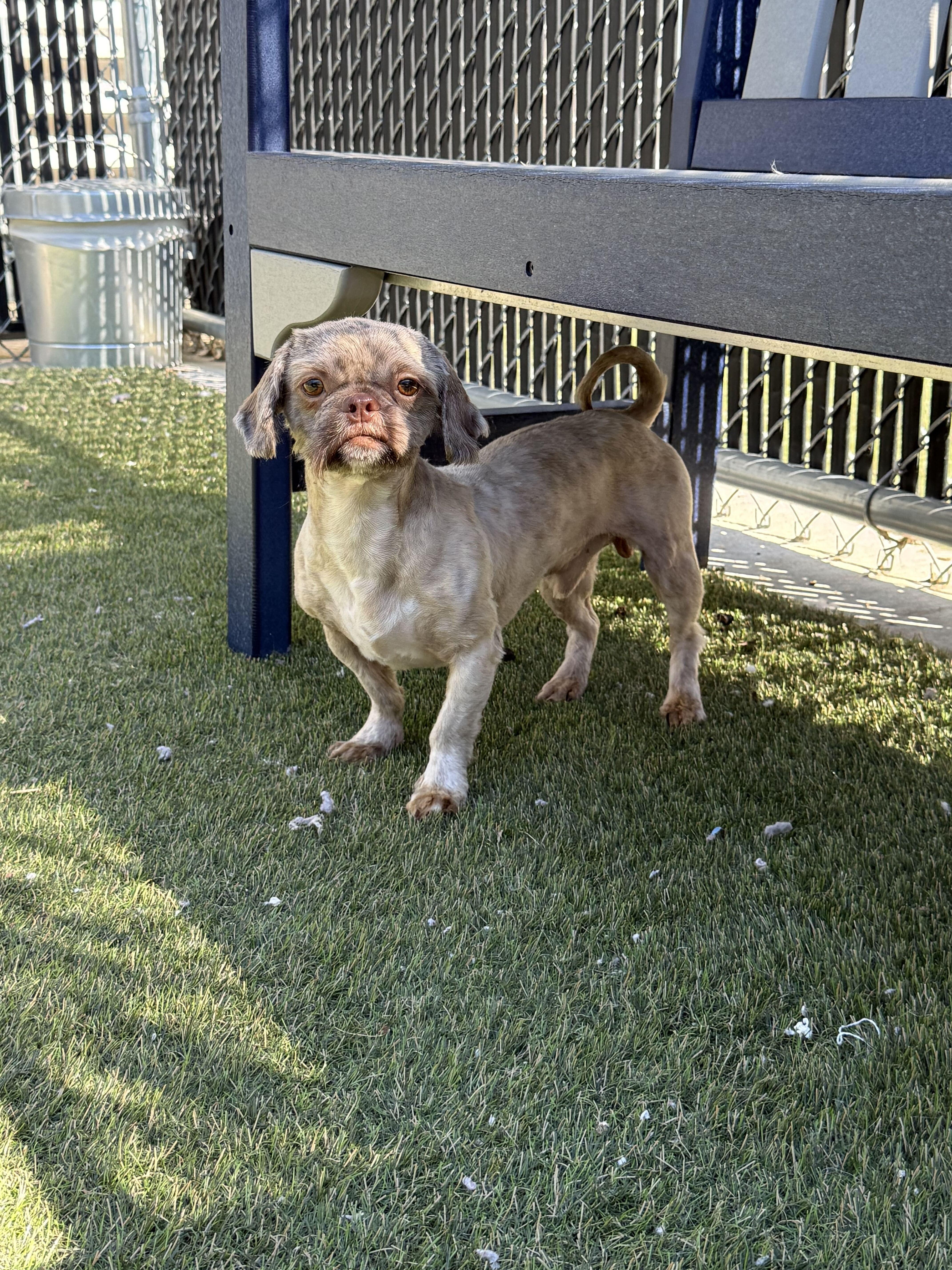 Enlarge Baby Boy, a Adopted mixed breed in Lafayette, IN image 1/5