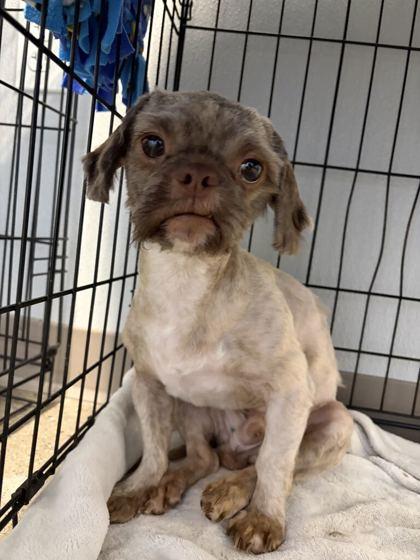 Enlarge Baby Boy, a Adopted mixed breed in Lafayette, IN image 5/5