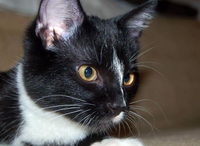 Twix, Adoptable, Senior Male Domestic Short Hair.