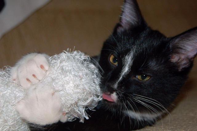 Enlarge Twix, a Adoptable mixed breed in Ballwin, MO image 3/3