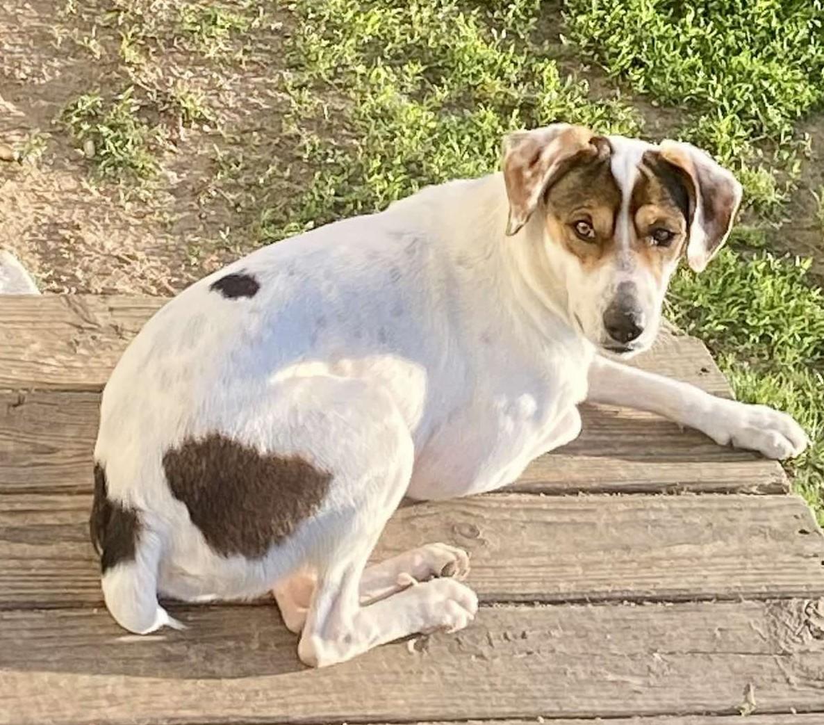Casper, a ADOPTABLE Mixed Breed in Northwood, NH image 3/5