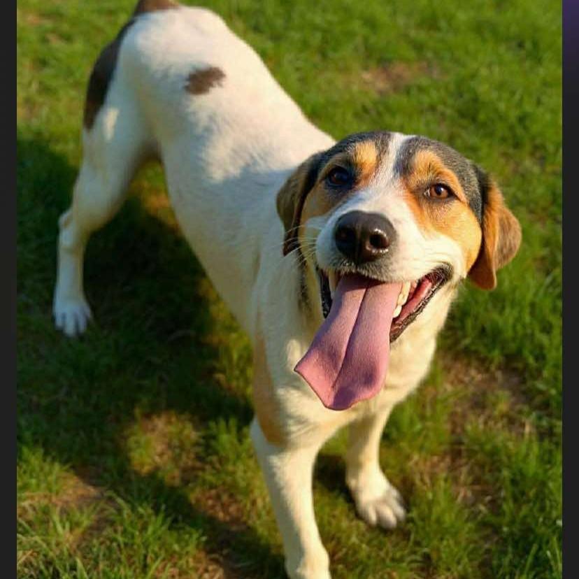 Casper, a ADOPTABLE Mixed Breed in Northwood, NH image 1/5