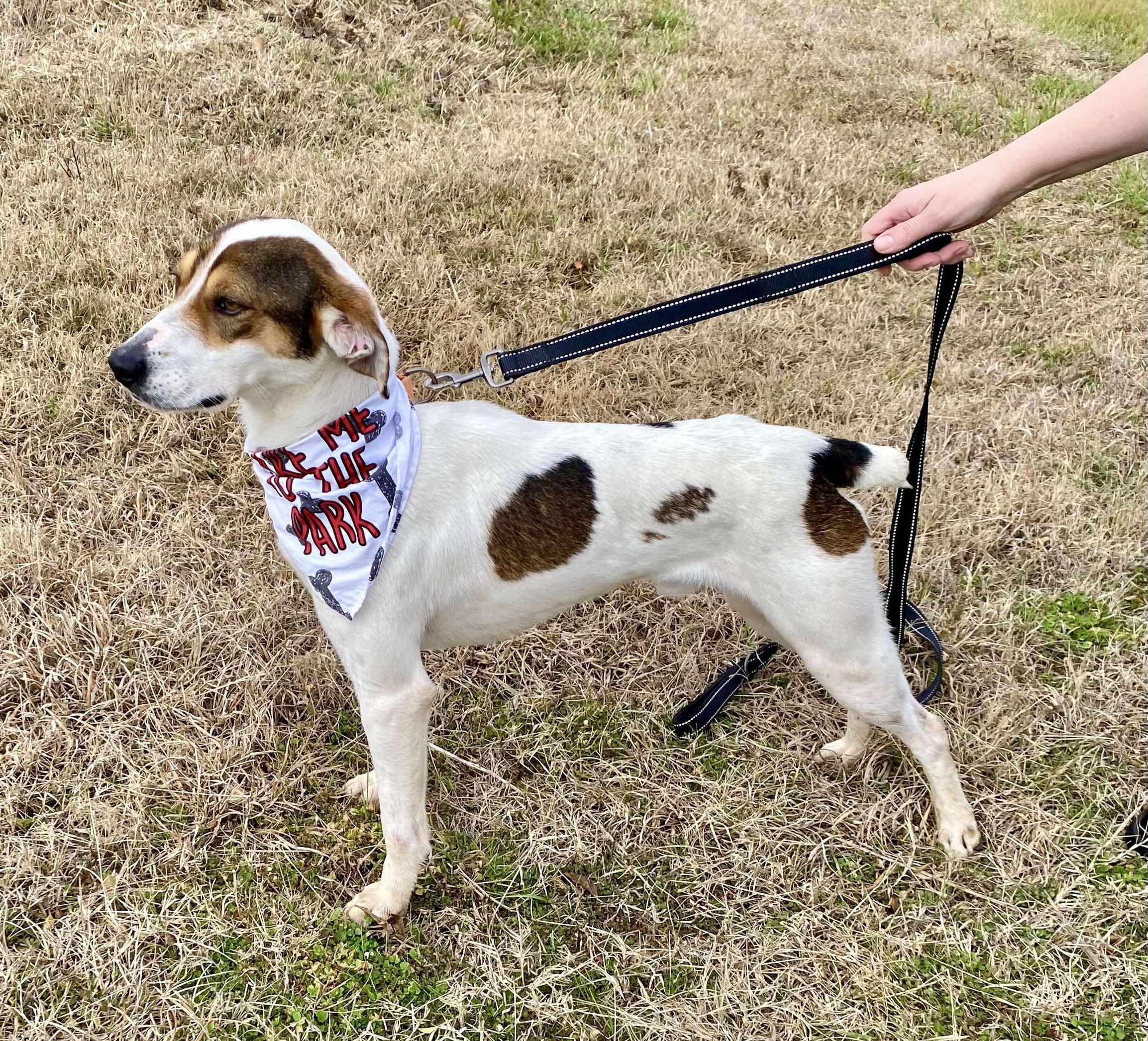 Casper, a ADOPTABLE Mixed Breed in Northwood, NH image 4/5