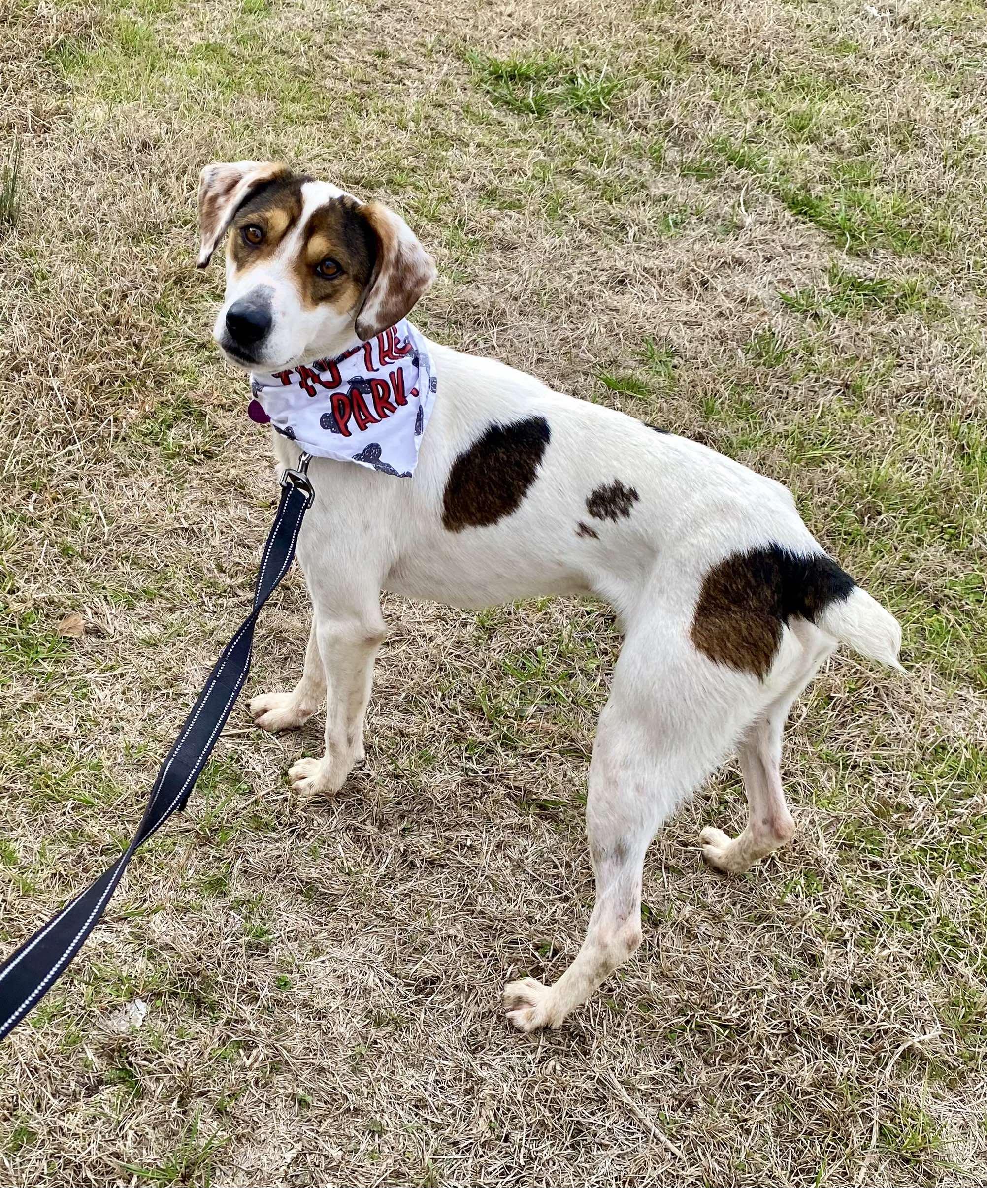Casper, a ADOPTABLE Mixed Breed in Northwood, NH image 2/5