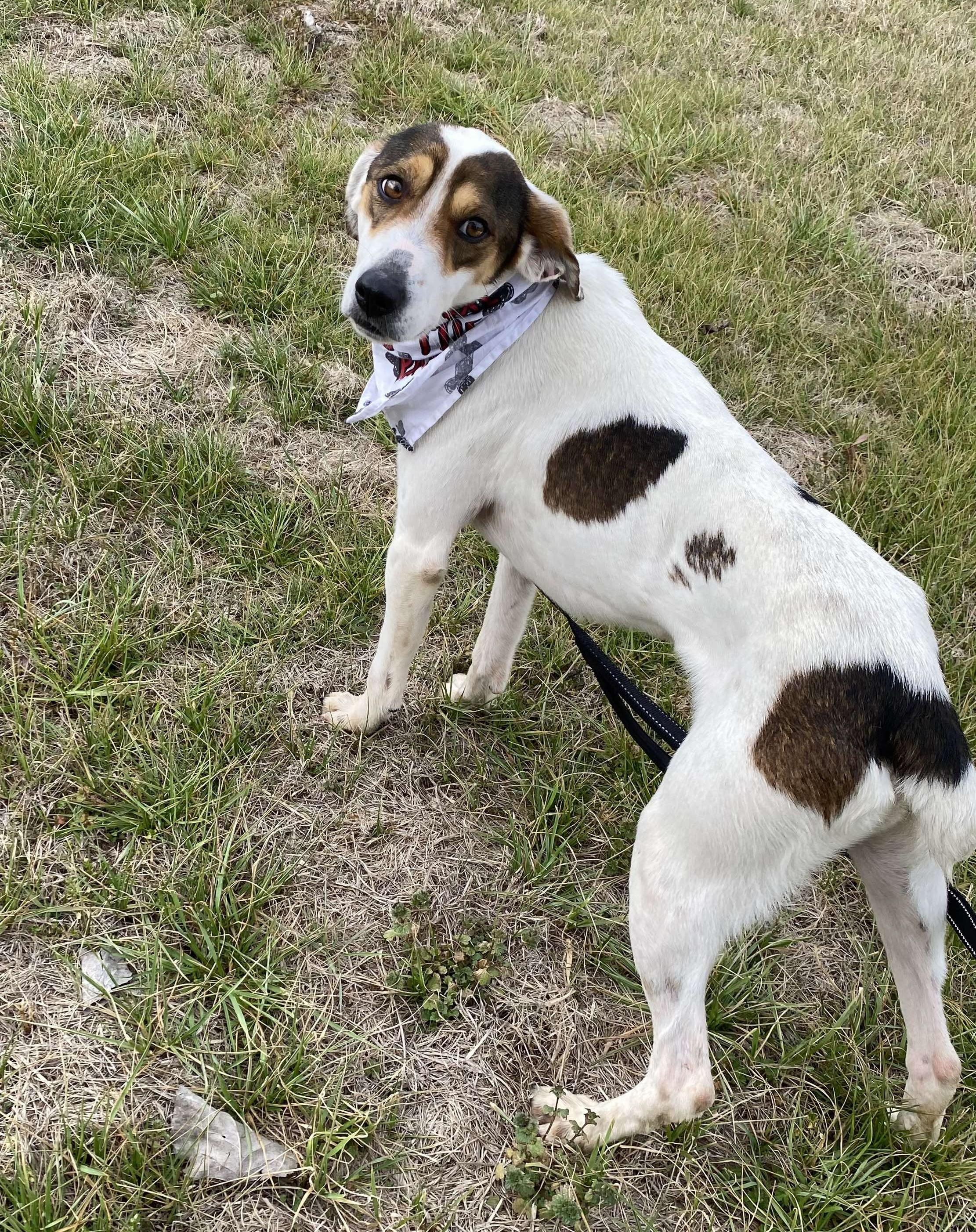 Casper, a ADOPTABLE Mixed Breed in Northwood, NH image 5/5