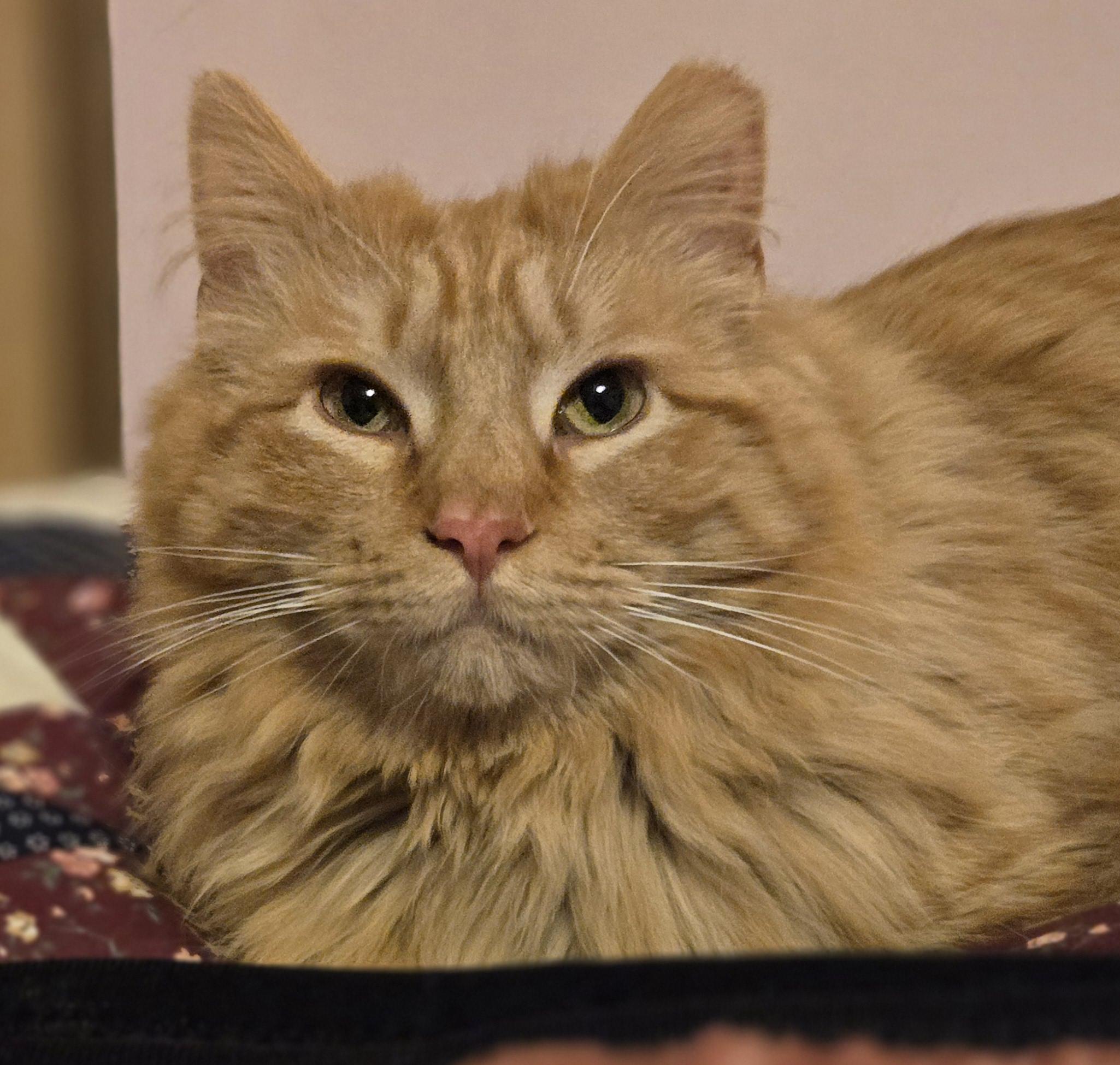 Enlarge Farley, a Adopted mixed breed in Oconomowoc, WI image 1/6