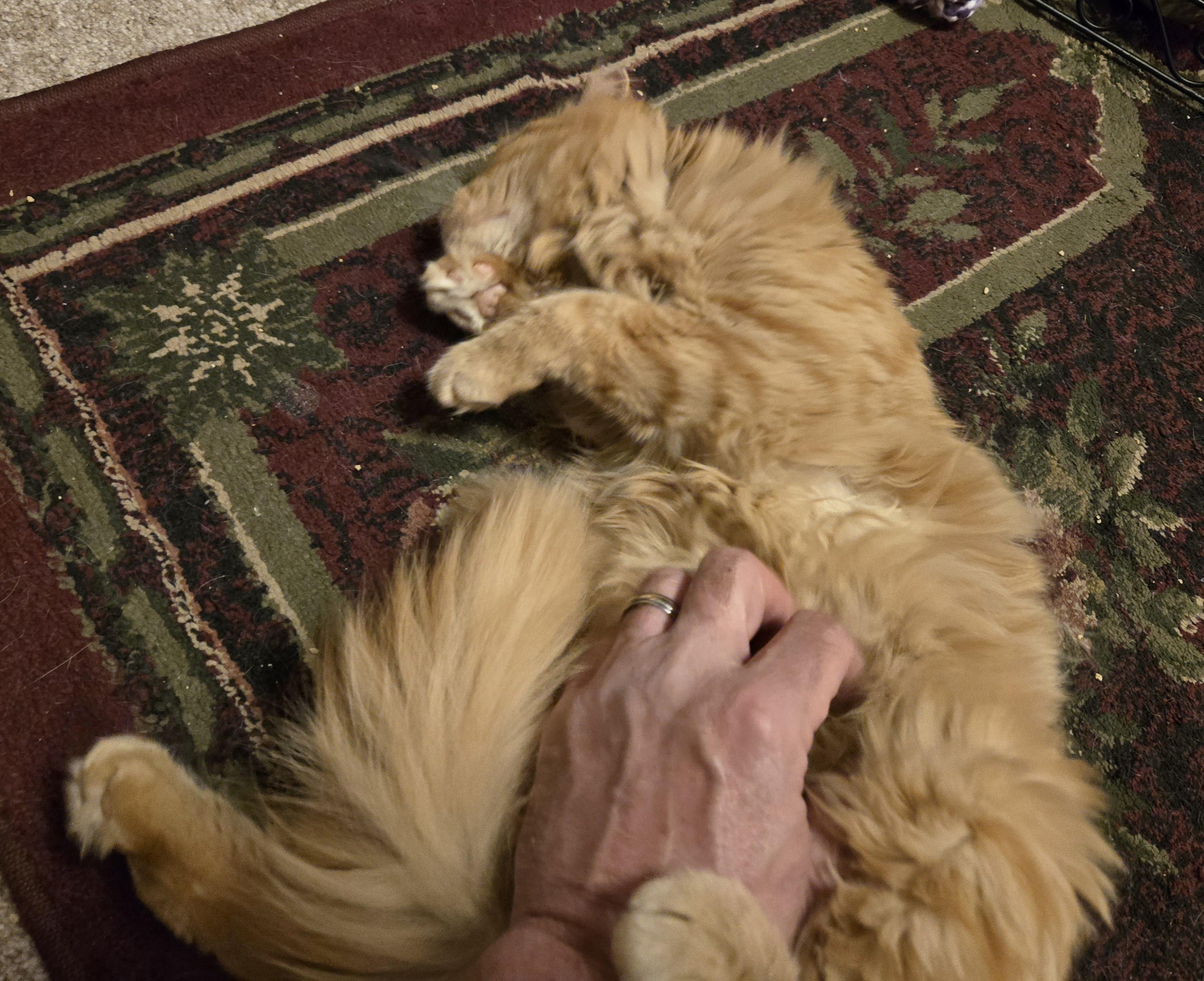 Enlarge Farley, a Adopted mixed breed in Oconomowoc, WI image 2/6