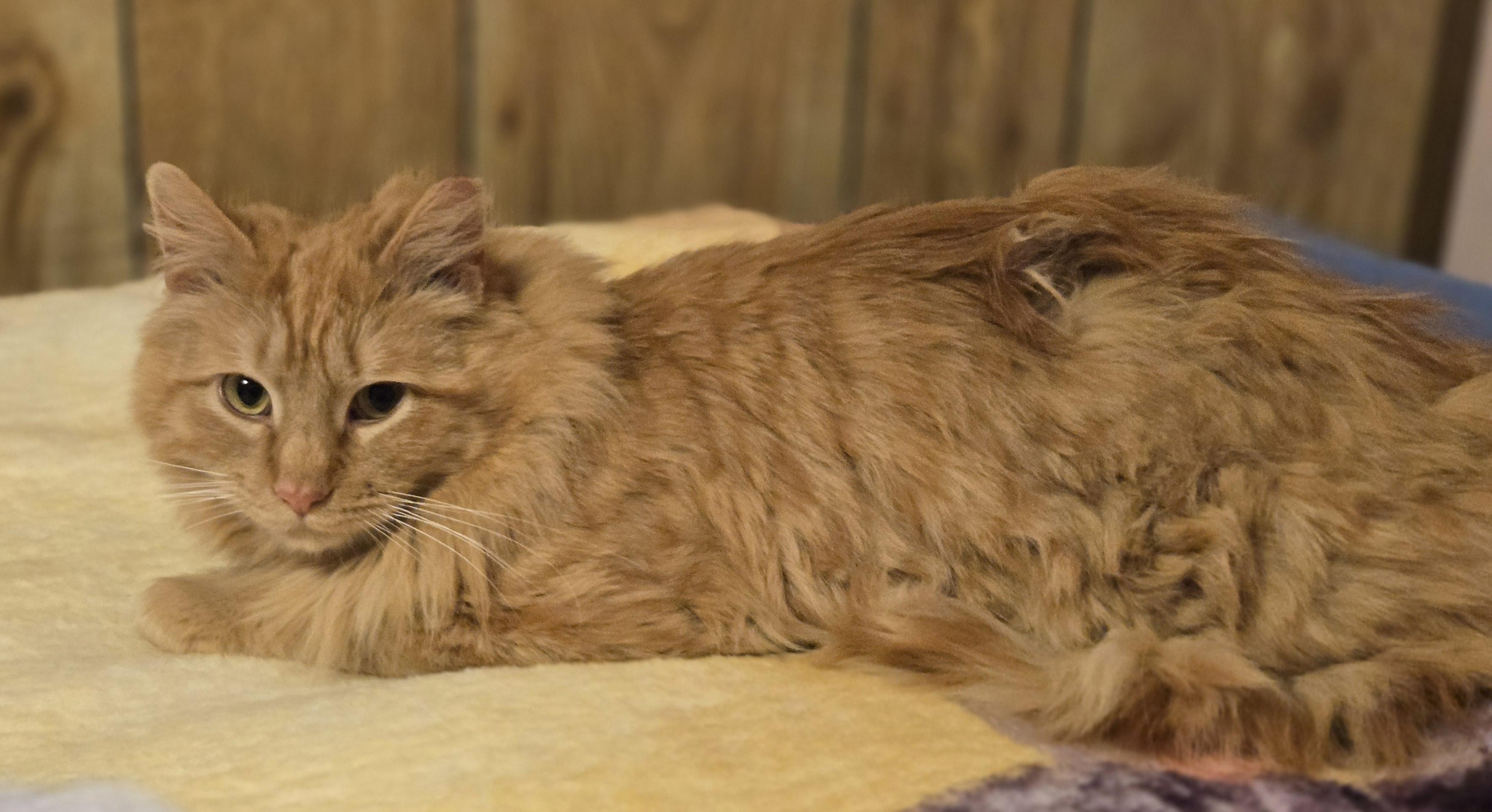 Enlarge Farley, a Adopted mixed breed in Oconomowoc, WI image 3/6