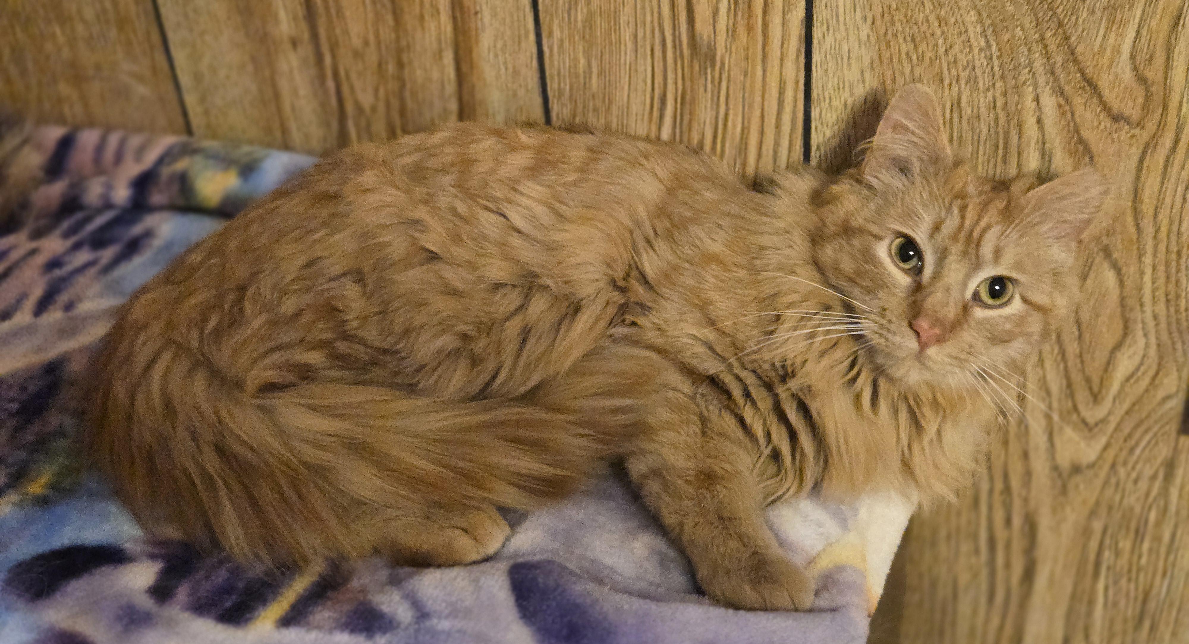 Enlarge Farley, a Adopted mixed breed in Oconomowoc, WI image 4/6