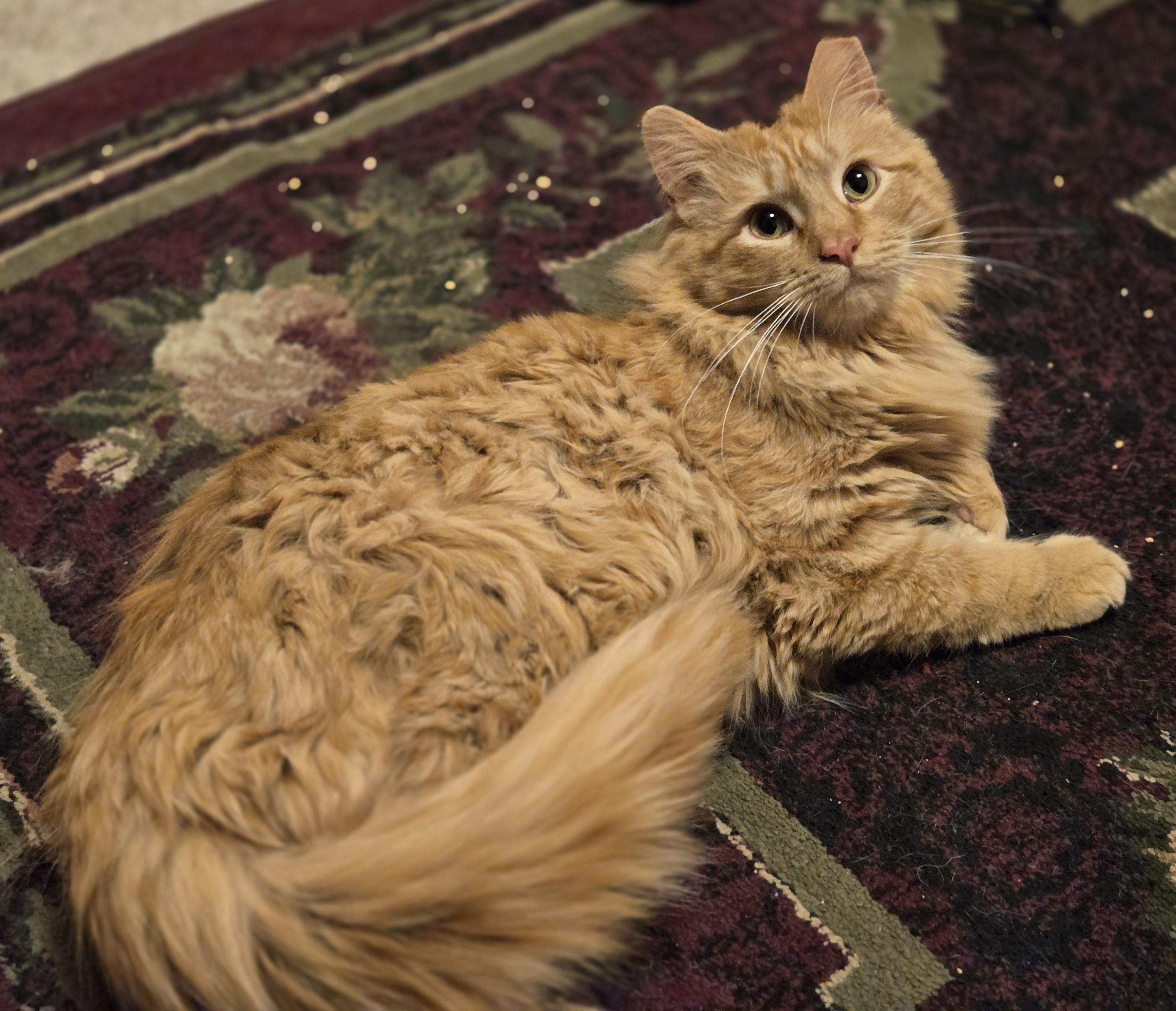 Enlarge Farley, a Adopted mixed breed in Oconomowoc, WI image 5/6