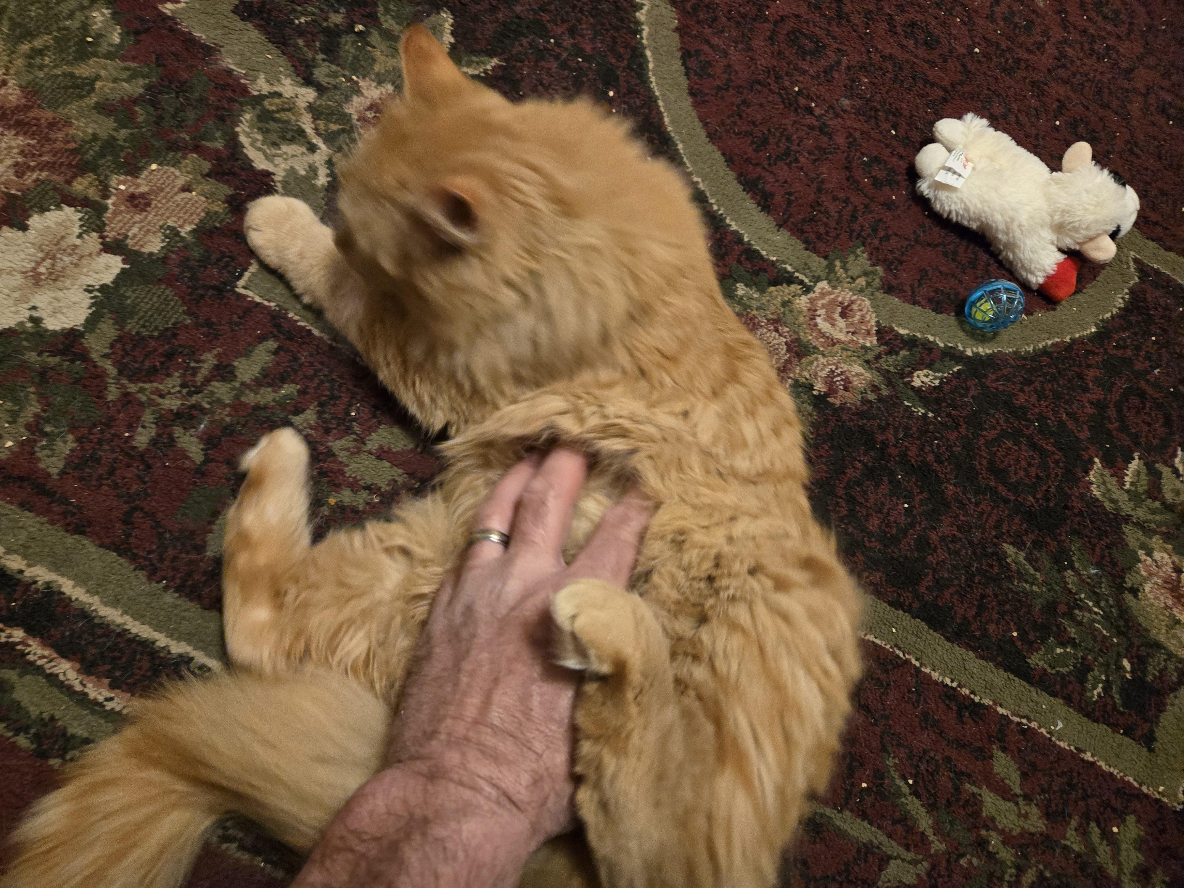 Enlarge Farley, a Adopted mixed breed in Oconomowoc, WI image 6/6