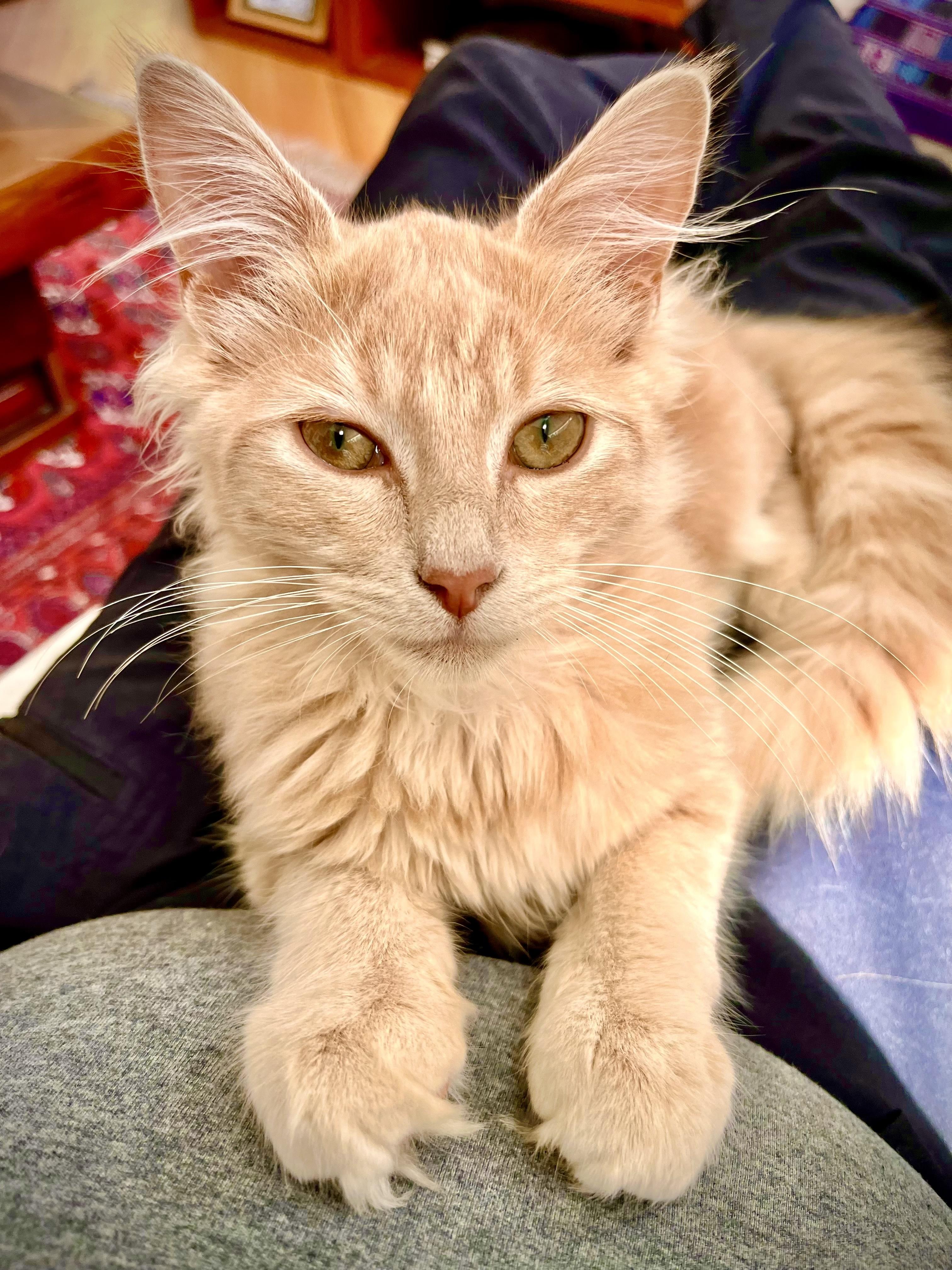 Enlarge Mr. Fluff & Ms. Fluff, a ADOPTABLE mixed breed in Bethel, CT image 4/6