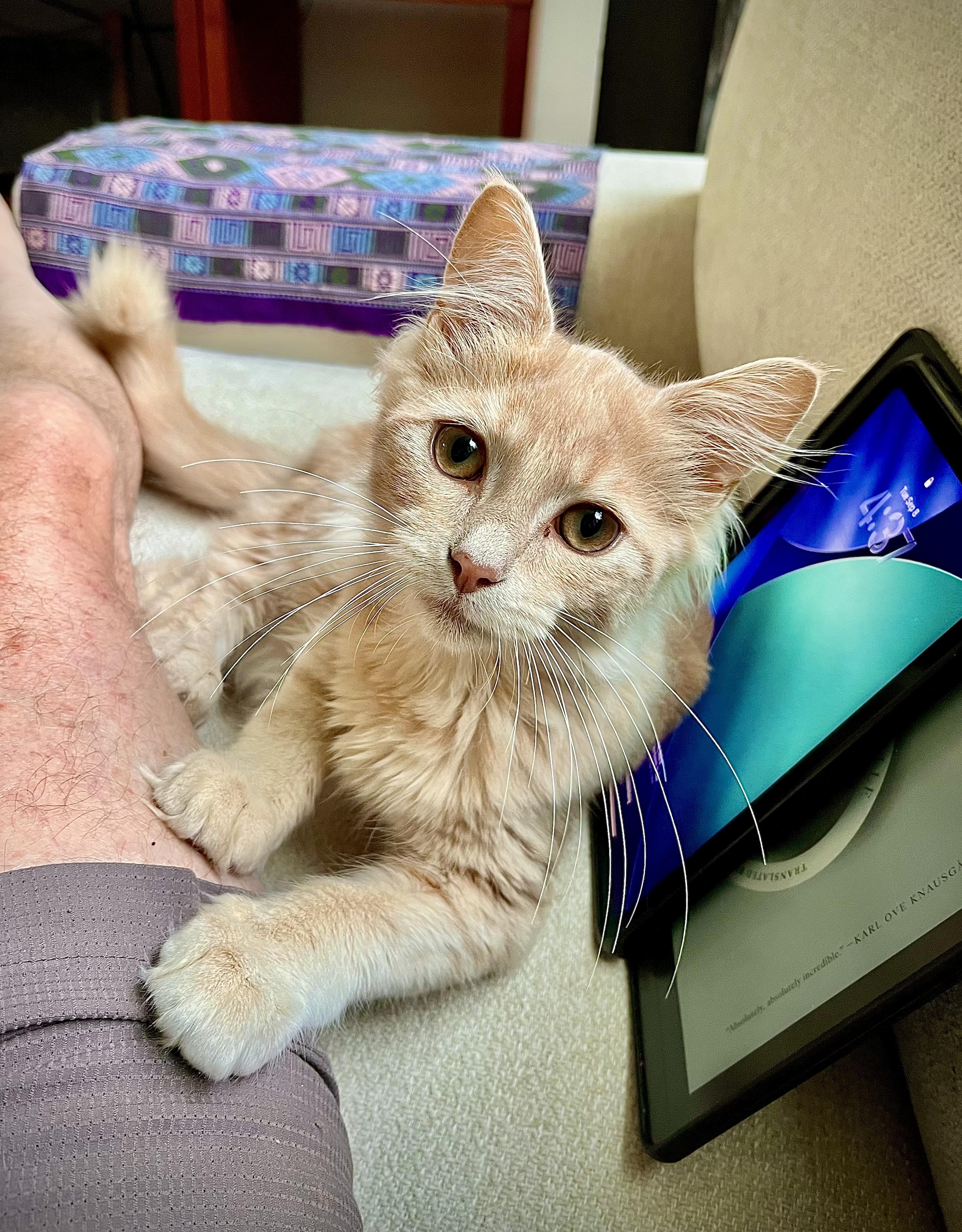 Enlarge Mr. Fluff & Ms. Fluff, a ADOPTABLE mixed breed in Bethel, CT image 2/6