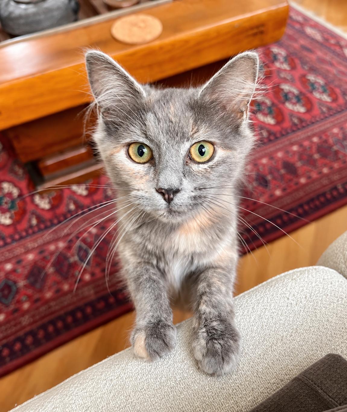 Enlarge Mr. Fluff & Ms. Fluff, a ADOPTABLE mixed breed in Bethel, CT image 5/6
