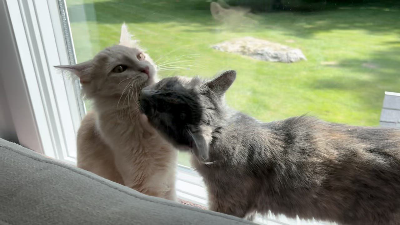 Enlarge Mr. Fluff & Ms. Fluff, a ADOPTABLE mixed breed in Bethel, CT video 6/6