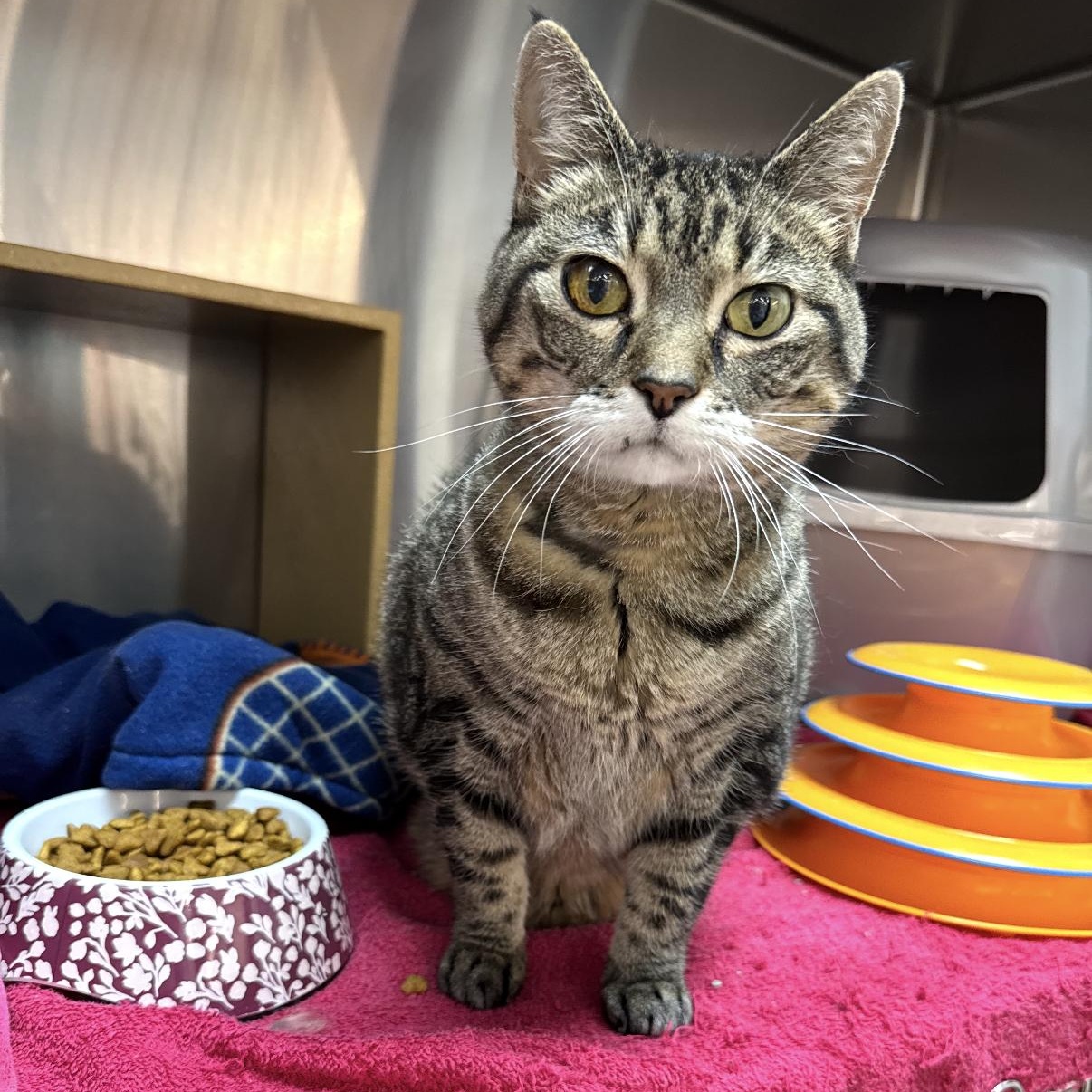 Enlarge Sophia, a ADOPTABLE mixed breed in Omaha, NE image 1/5