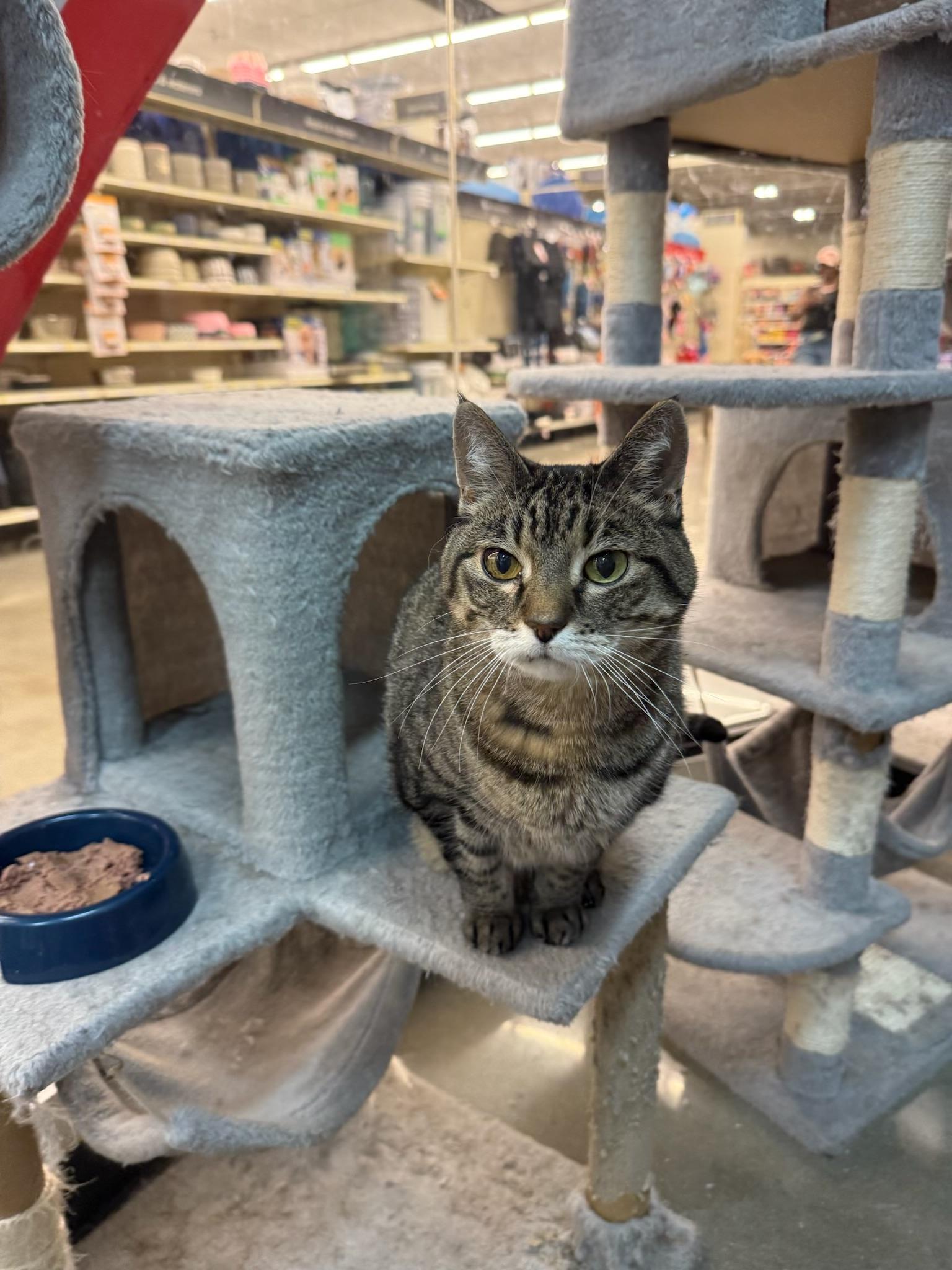 Enlarge Sophia, a ADOPTABLE mixed breed in Omaha, NE image 2/5