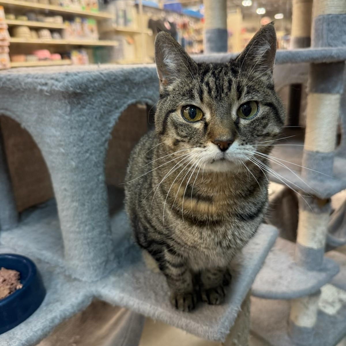 Enlarge Sophia, a ADOPTABLE mixed breed in Omaha, NE image 4/5