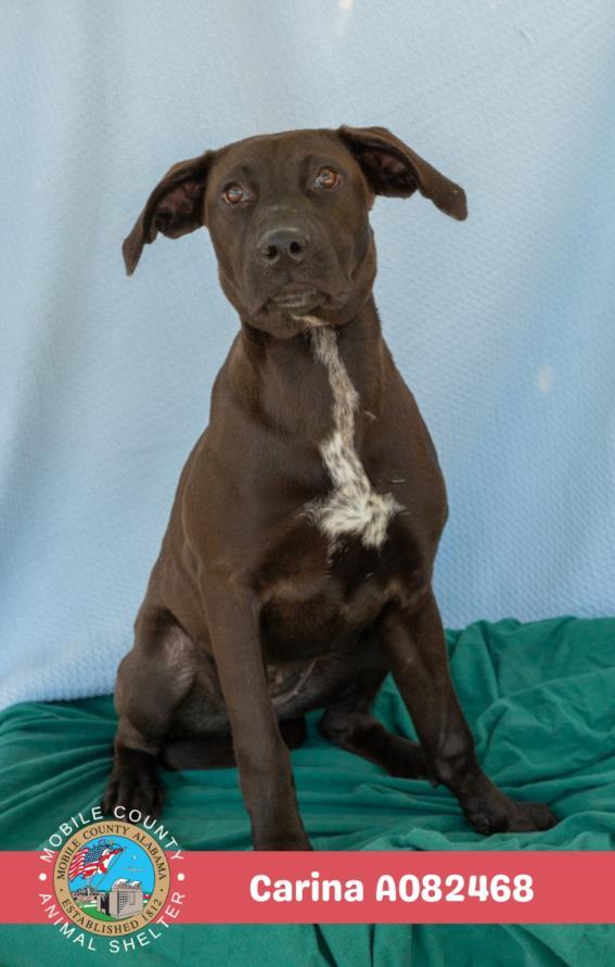 CARINA, Adoptable, Young Female Labrador Retriever & Mixed Breed.