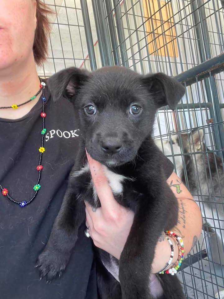 Claire, a ADOPTABLE mixed breed in Bishopville, SC image 2/2