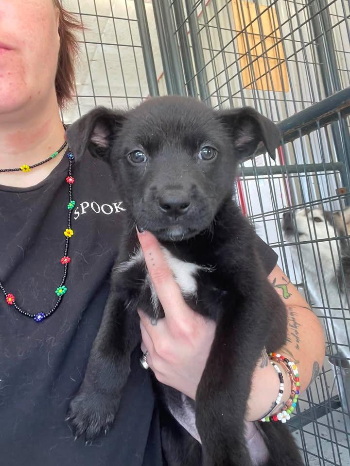 Claire, ADOPTABLE, Puppy Female Shepherd.