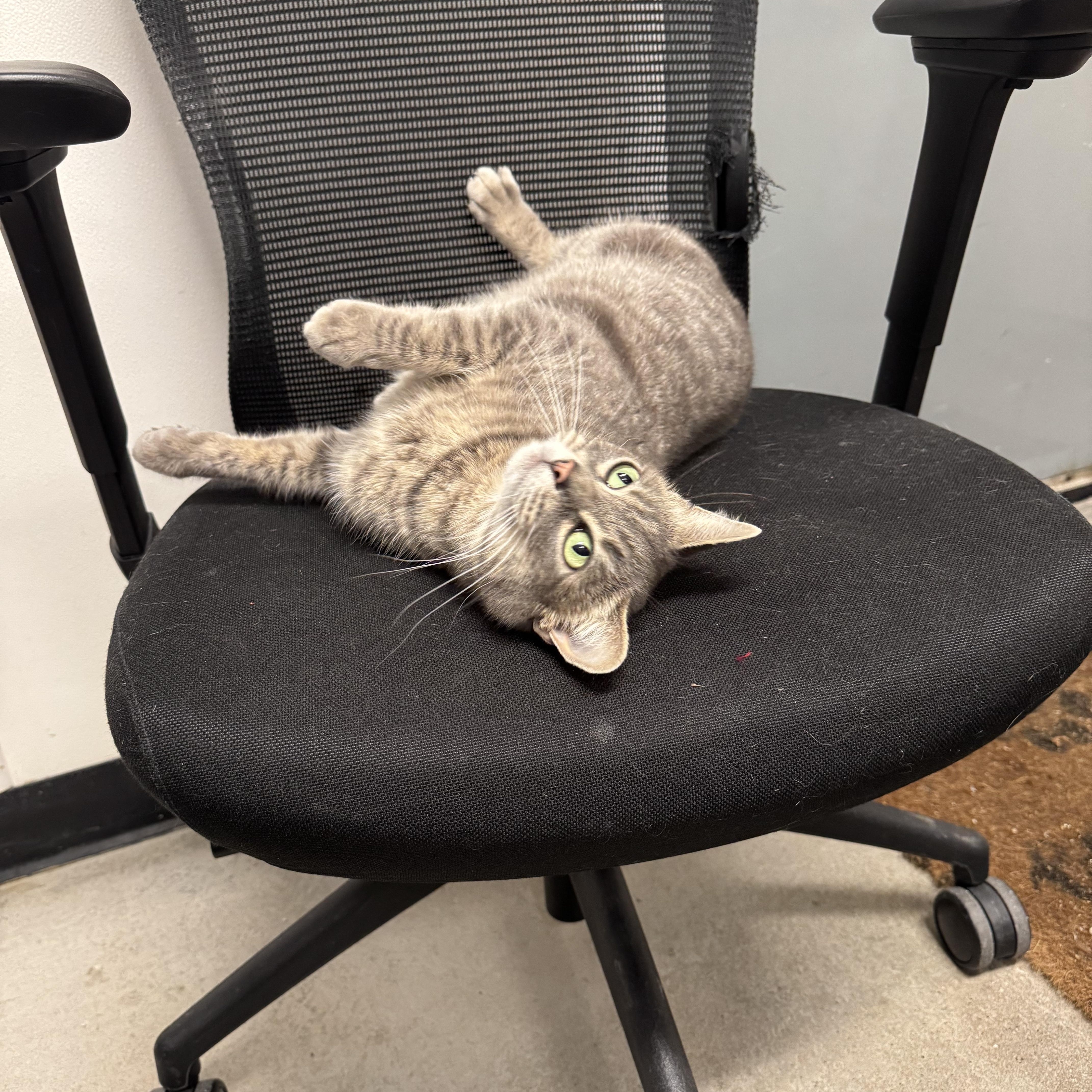 Luna, ADOPTABLE, Adult Female Domestic Short Hair.