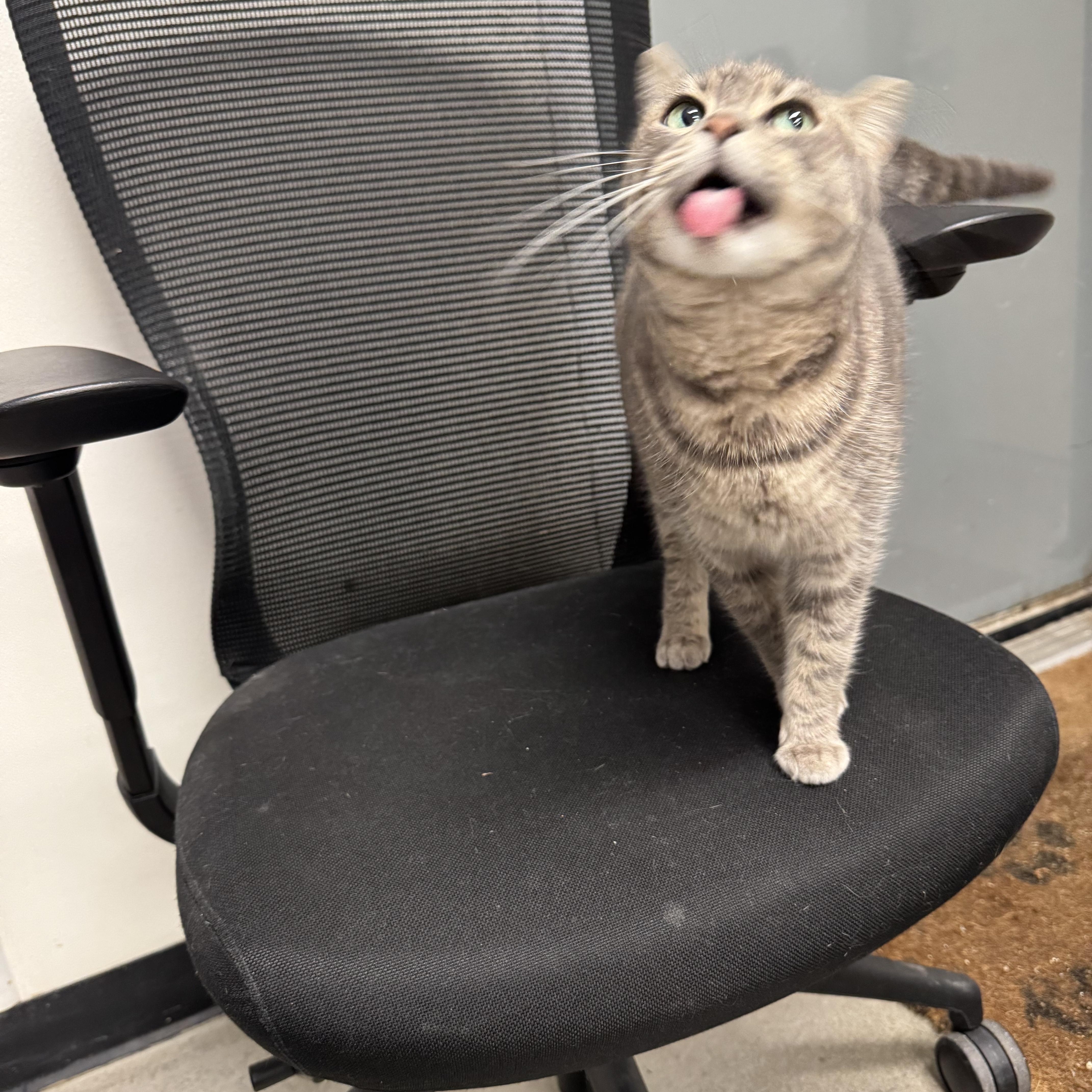 Enlarge Luna, a ADOPTABLE Domestic Short Hair in Athol, MA image 2/2