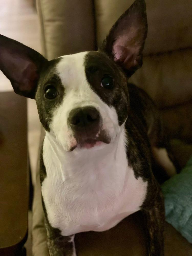 Enlarge Athena, a Adoptable mixed breed in Irwin, PA image 4/6