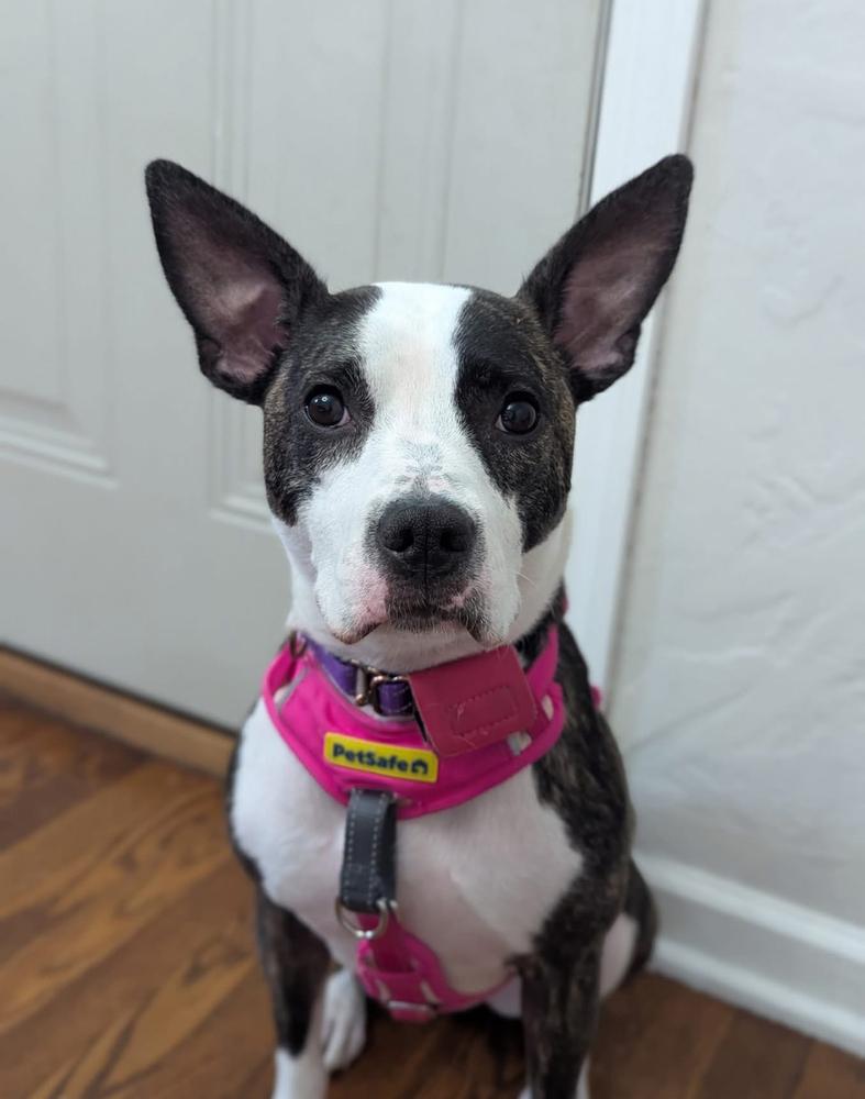 Enlarge Athena, a Adoptable mixed breed in Irwin, PA image 6/6