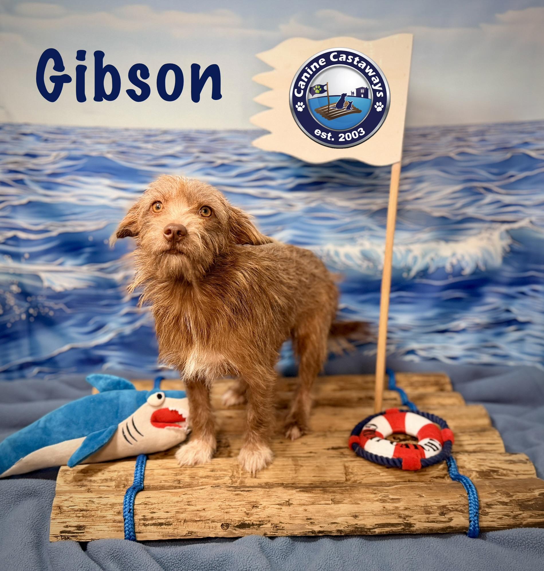 Enlarge Gibson, a Adoptable mixed breed in Arcadia, FL image 3/3