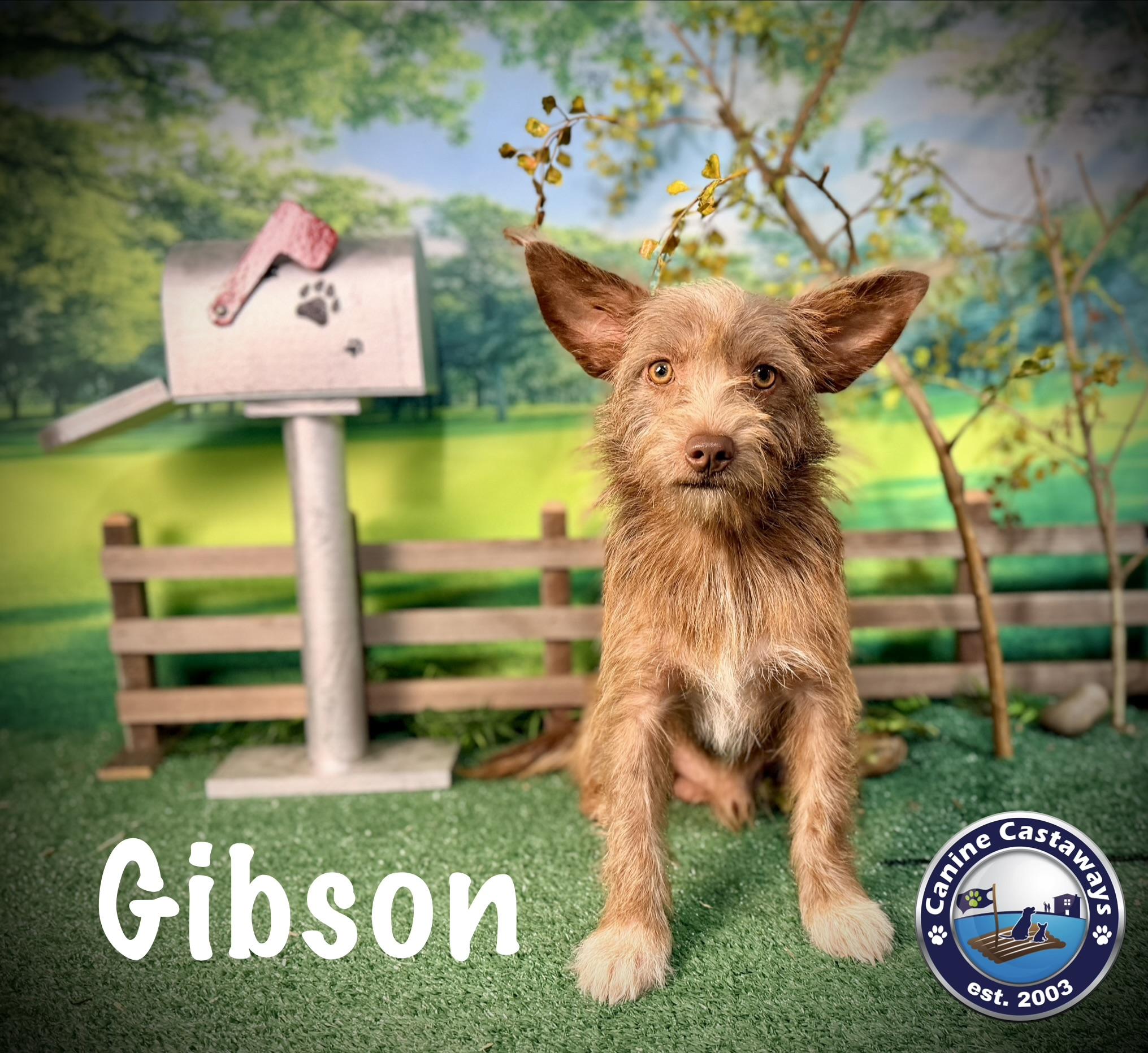 Gibson, Adoptable, Young Male Irish Terrier & Border Terrier.