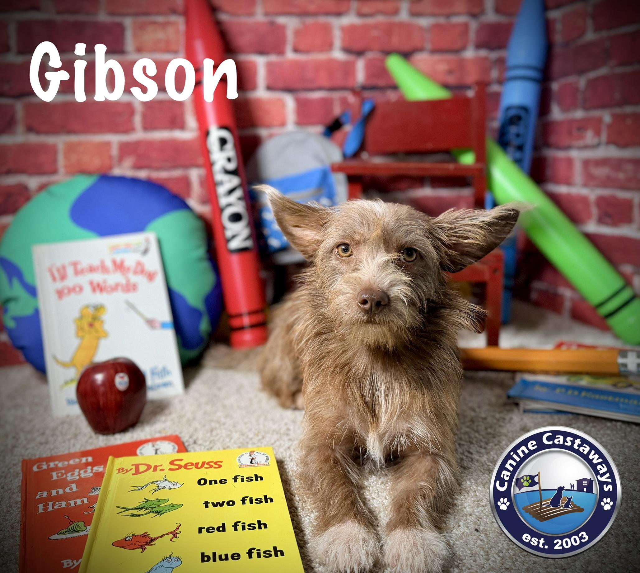 Enlarge Gibson, a Adoptable mixed breed in Arcadia, FL image 2/3