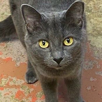 Enlarge Smokey, a Adoptable mixed breed in Southaven , MS image 1/3